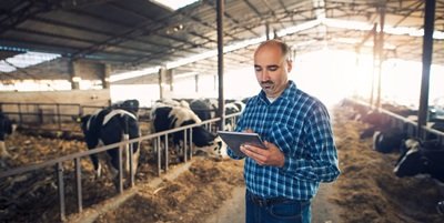 IoT Cattle Management